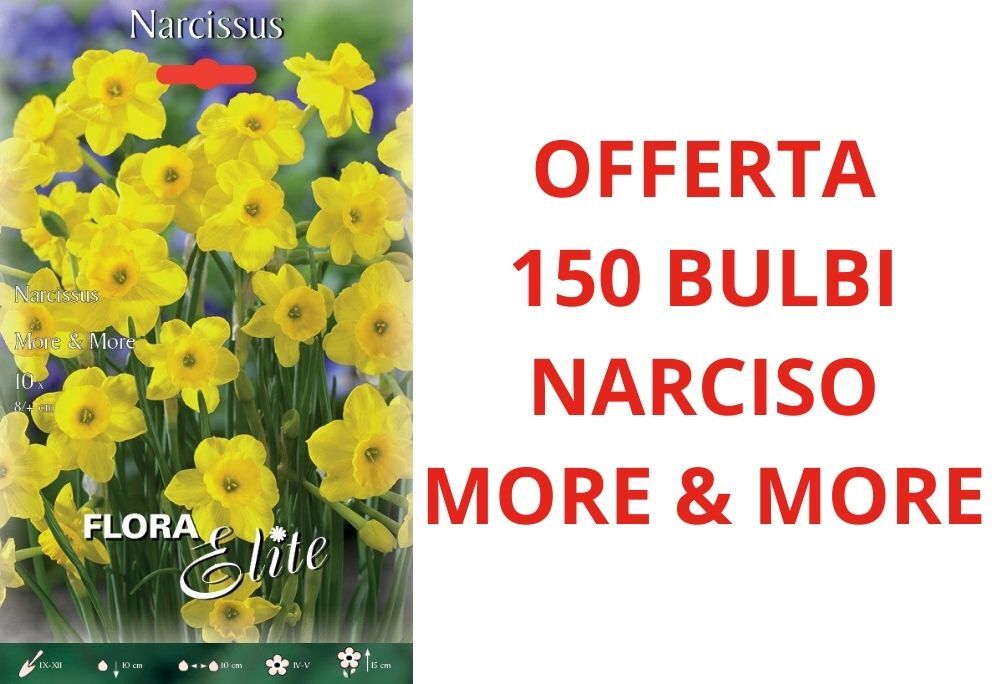 Oferta 150 Bulbos de Narciso Jonquilla More And More Bulbs Bulbos