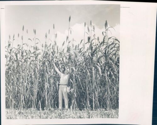 1963 Photo Sorghum Industry Field Tall Plants Vegetables Farmer Agriculture 8x10