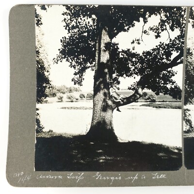 Aurora Illinois Tree Climbing Stereoview c1905 Tatro Child Sitting Park Art H923