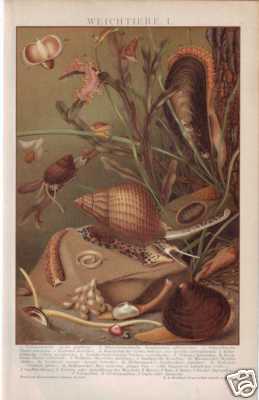 Weichtiere Molusken Schnecken Muscheln LITHO 1898 - Bild 1 von 1