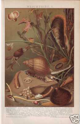 Molluscs Molusken Snails Shells Litho 1898 - Picture 1 of 1