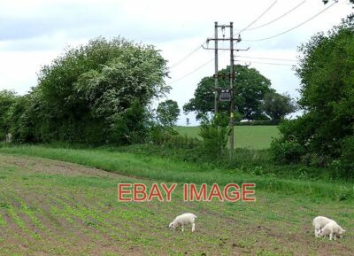 PHOTO  LAMBS IN THE WRONG FIELD NEAR OLDINGTON SHROPSHIRE IF THESE THREE LEAD TH