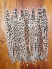 30 HEN PHEASANT TAIL FEATHERS 7"9"  FLY TYING ART FLORAL DISPLAY,HAIR,JEWELLERY