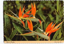 Postcard Bird of Paradise Flower