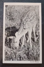 vtg postcard 1941 Ironwood Michigan MI John G Roberts Photography DEER
