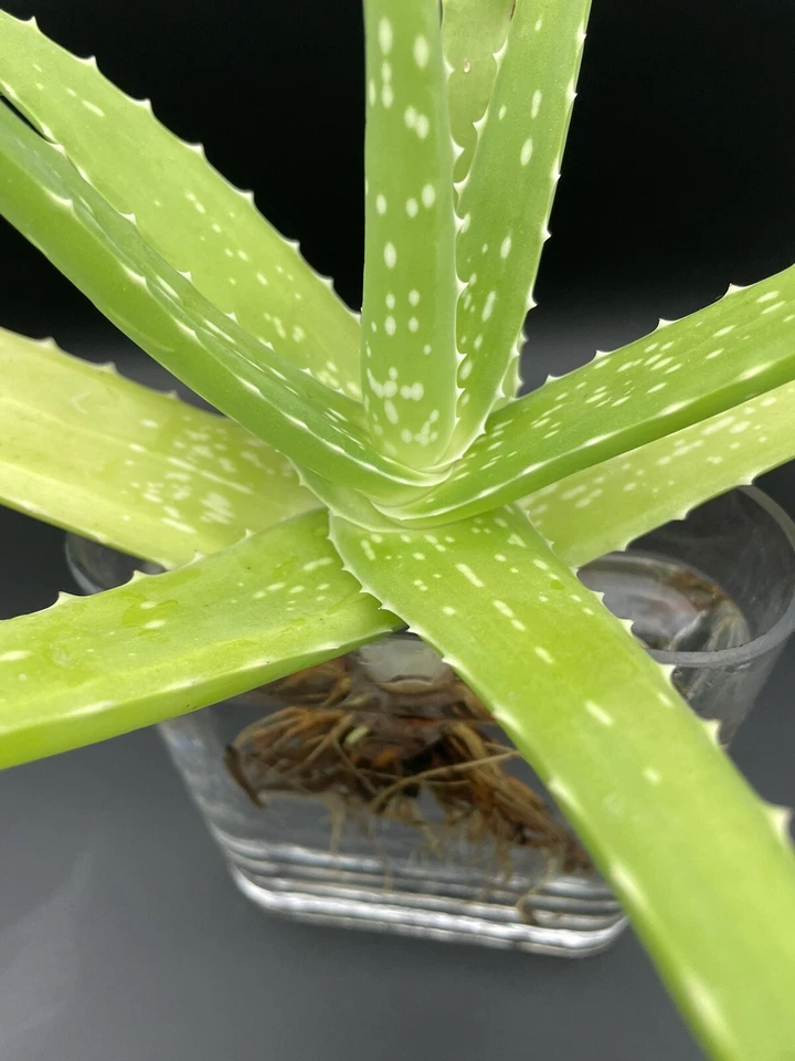 Stunning Agave Aloe Vera In Water. - Image 4 of 4