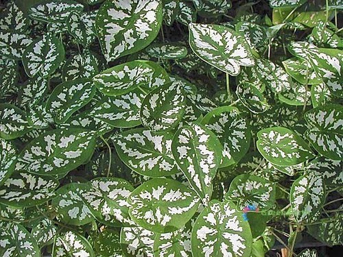 50 Samen Caladium weißes Blatt Elefantenohr Herz Jesus Engelsflügel Haus Gartenarbeit - Bild 11 von 15