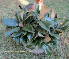 Ten to 12 10" Long Southern Magnolia Branches w/ Leaves up to 6 12" FRESH CUT