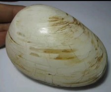 Exquisite shell Fossils from the Ice Age