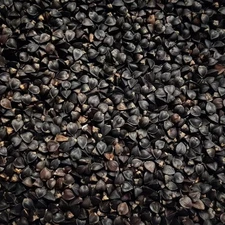 Buckwheat Seed Excellent for Food Plots Deer Turkey Fast Cover Fresh Pick Size