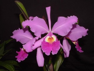 Cattleya warszewiczii `Orchidea Eros` x riproduzione vigorosa!!!