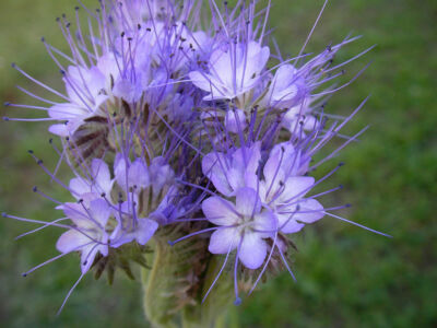 (1kg/ 36,40) Phacelia seed 500g, beekeeper, beekeeping, bee seed, bee pasture,
