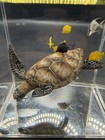 3D Wild Art Turtle With Fish Sculpture Underwater Scene! Stunning Was 300.00 New — photo 8