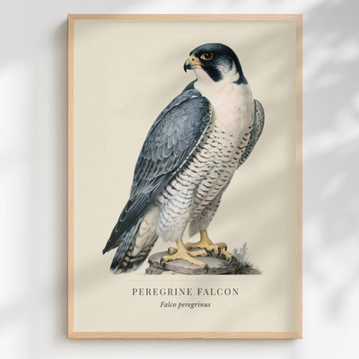 Peregrine Falcon Print Falco peregrinus | British Bird of Prey Art