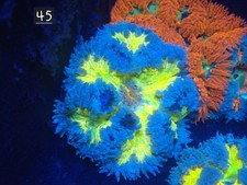 Rock Flower Anemone No 45