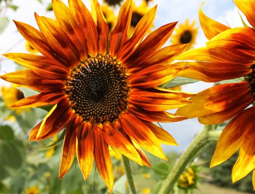 Notizkarten, 9er Set inkl. 3 Schmetterlinge, 3 Sonnenblumen, 3 Lilienpads, mit Umschlägen - Bild 2 von 3