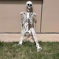 2ft Halloween Skeleton Full Body Life Size Skeleton Bones with Movable Joints