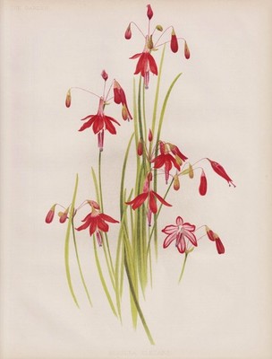 Bessera elegans coral drops Mexico Mexiko Botanik botany Robinson Litho