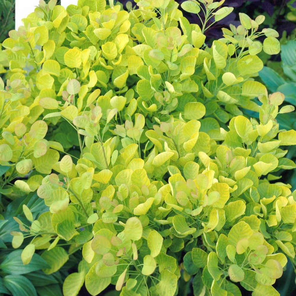 B&Q - Cotinus Golden SpiritOutdoor Flowering ShrubIdeal For Uk GardensCompact Size (15-30Cm Height Including Pot) - Image 2