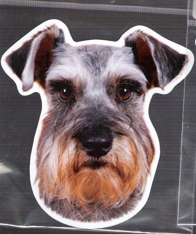 Miniature Schnauzer 4 inch face magnet for car or anything metal     New