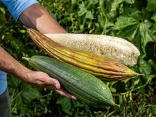 Luffa Loofah Sponge Gourd Seeds 20 Seeds Grow Your Own Sponges All Natural 