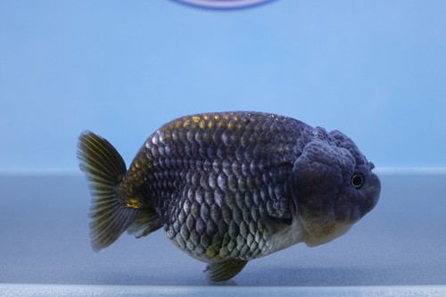 Goldfish Blue Ranchu Female