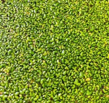  BUY 2 GET 1 FREE 100 Duckweed Lemna Minor Easy Live Aquarium Floating Plant  