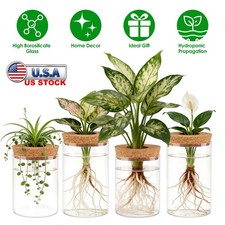 4 Pack Desktop Glass Flower Vases - Ideal Plants Propagation Stations Room Decor