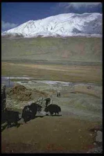 098081 Boy With Yak Under Muztagh Ata Near Tashkurghan China A4 Photo Print