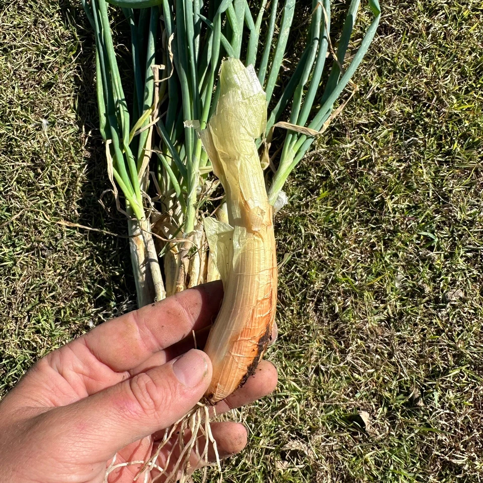 3x Egyptian Walking Onion - Allium x proliferum (Bulbs) Edible Plant Vegetable - image 2 of 4