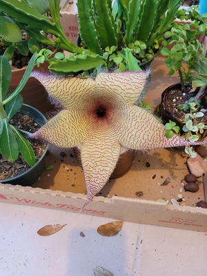 #ad #ad Stapelia Gigantea Giant Starfish Flower Giant Carrion Live Rooted Plant $13.99