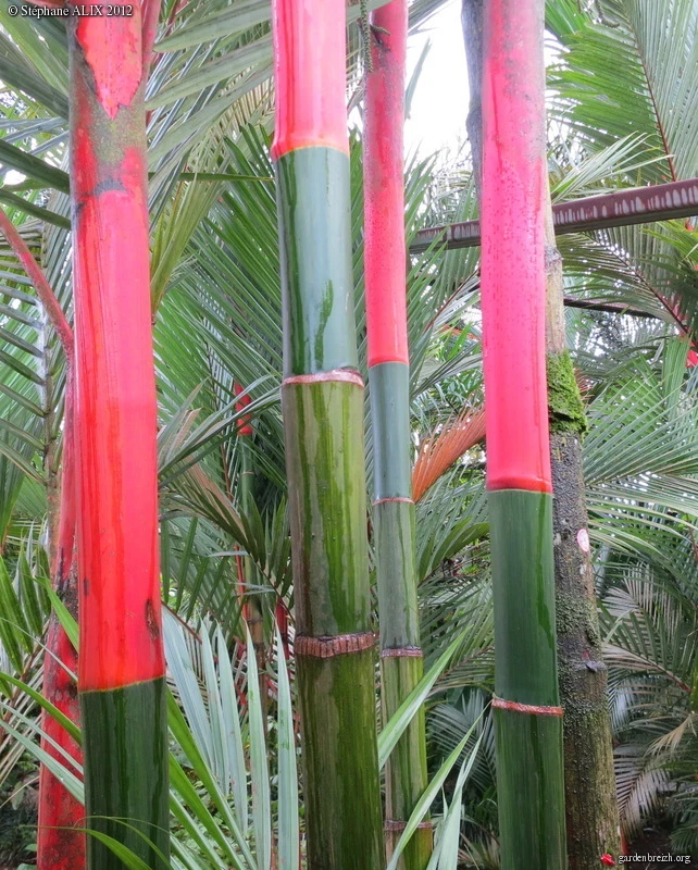 Cyrtostachys renda lakka (Lipstick Palm Tree) 5 Seeds RARE Indoor House Plant UK - Image 2 of 4