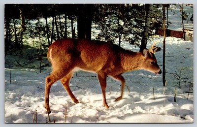 Ernfold Saskatchewan Greetings Greenlite Cafe Young Buck Deer Postcard SK