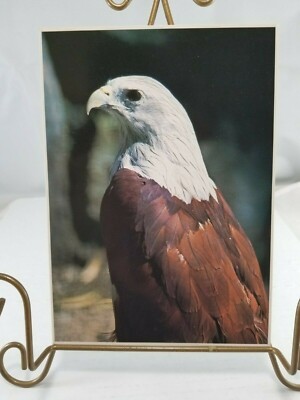 John Wagner Collection IMPACT Photo Print Oversize Postcard / 1978 Bald Eagle