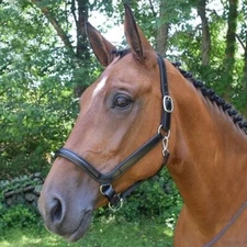 NEW KL Select Red Barn Devon Ergonomic Halter Horse Oversize BLACK