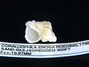 CORALLIOPHILA EROSA: RARE IN HAWAII @ 19.87MM-DREDGED @ 300FT!