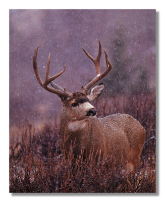 Buck Deer Big Antler Rack Standing Ice Snow Photo Wall Picture 8x10 Art Print