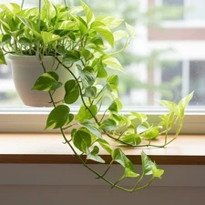 Rooted Golden Pothos Cutting – 2 Live 4–5" Starter Vine for Indoor Growing