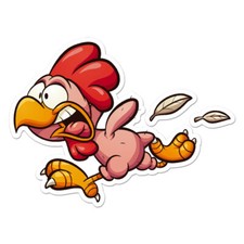 Plucked Chicken, Vinyl Decal Sticker, Indoor Outdoor, 3 Sizes, 11786