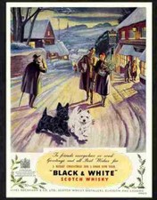 Advert Photo 128 05 black and white dogs whisky 1949 christmas