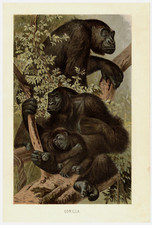 Gorilla Familie Primat Dschungel  Bildtafel  Chromolithographie 1880