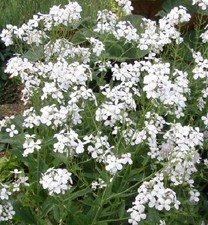 Hesperis matronalis 'Alba' / White Sweet Rocket / 1g (450)