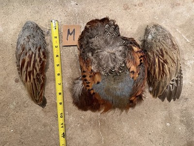 Rooster RINGNECK PHEASANT Skin 2 Wings FLY TYING Material Crafts Jewelry Salmon
