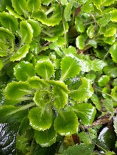 Saxifraga x urbium 'London Pride' Plant. evergreen, 1 Plant