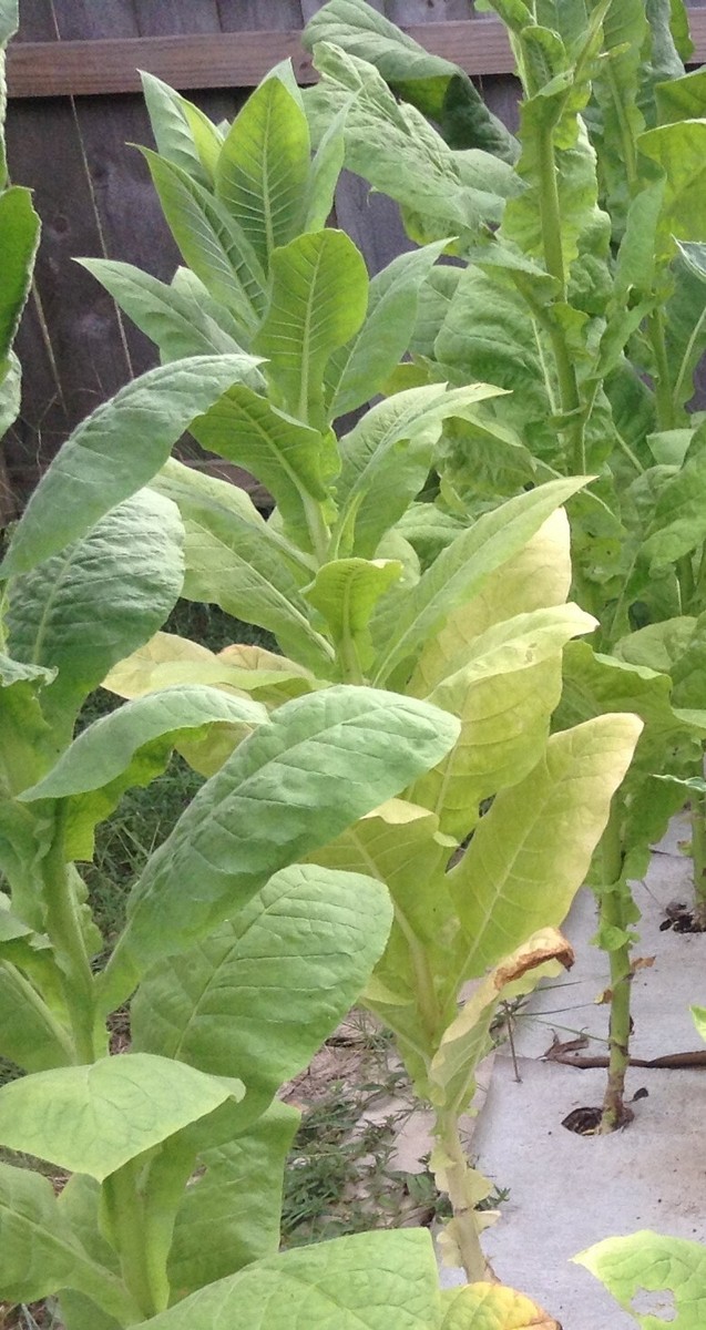 Harrow Velvet Tobacco Seed (1000+ seeds)