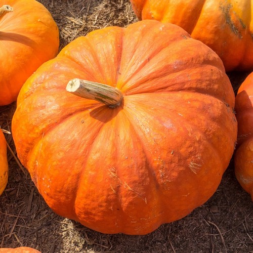 1 Oz Cinderella Kürbiskerne - Everwilde Farms Mylar Samen Paket - Bild 3 von 3