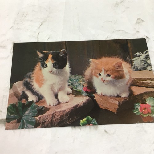 Sammler Postkarten Lot 3 Katzen Kätzchen weiß weich kuschelig süß - Bild 2 von 5