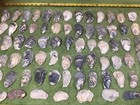 Lot of 79 Atlantic Oyster Shells 3 To 4 Inch Long Craft Art Collect￼ — photo 4