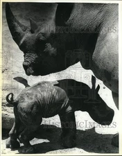 1980 Press Photo Baby rhino and mother, Texas - sax31732