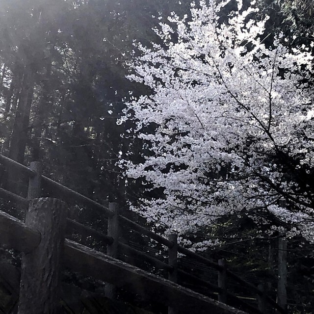 Gray Bird Japan